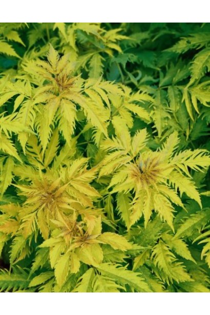 Бузина червона Плюмоза Ауреа 